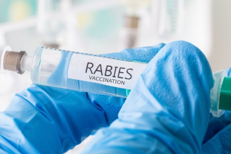 Harga Suntik Rabies di Puskesmas Indonesia, Berapa Sih? Lebih Baik Mencegah Ketimbang Mengobati Deh!