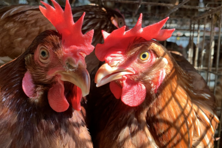 Rekomendasi Obat Snot Ayam Alami Paling Ampuh, Harga Ekonomis, dan Mudah Ditemukan