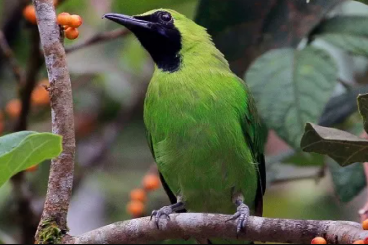 Mengenal Ciri-ciri Burung Cucak Ijo Anakan Jantan, Ternyata Ini Tanda yang Mudah Dikenali!