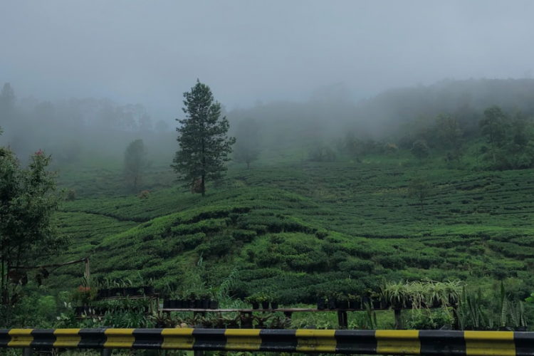 Wisata Puncak Bogor Ciloto, Kabupaten Cianjur, Jawa Barat: Tempat Healing Favorit dengan Spot Foto Unik dan Menarik