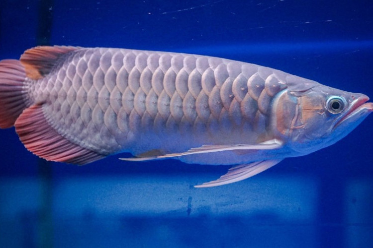 Jenis Ikan Hias Pembawa Keberuntungan yang Viral di Tahun 2024, Bisa Jadi Koleksi di Rumahmu!