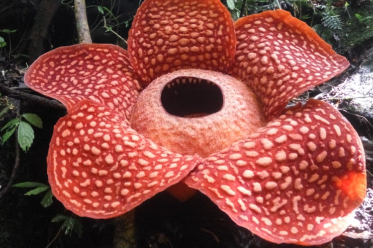 Mengenal Contoh Keragaman Flora dan Fauna di Pulau Sumatera
