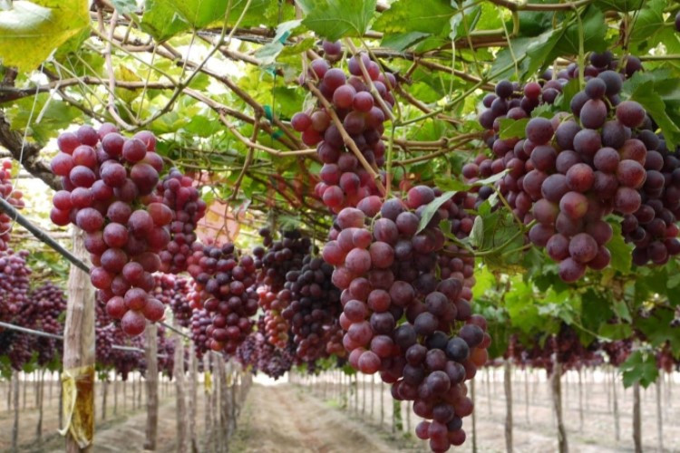 Fasilitas dan Jam Buka-Tutup Lokasi Wisata Jiro Grapes Garden Palembang, Bebas Petik Anggur dan Melon Langsung Dari Kebunnya
