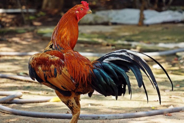 Model Kandang Ayam Bangkok Minimalis dan Low Budget, Gampang Banget Untuk Membuatnya!