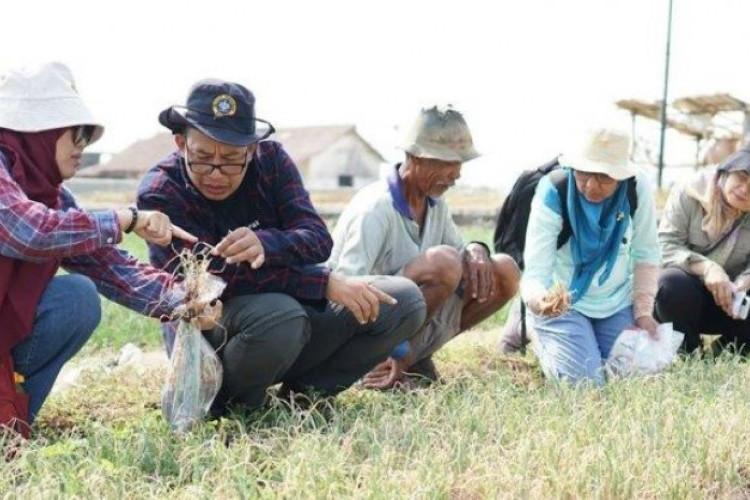 Harga Bawang Merah di Brebes Anjlok, Apa itu Janda Pirang yang Bikin Petani Merugi?