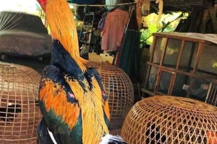 Sisi Mistis Ayam Bangkok Wiring Kuning yang Paling Legendaris, Jadi Idola di Kontes Laga Ayam