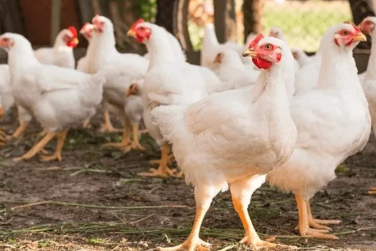 Cara Menghitung FCR Ayam Broiler, Untuk Mengetahui Tingkat Keberhasilan Produksi