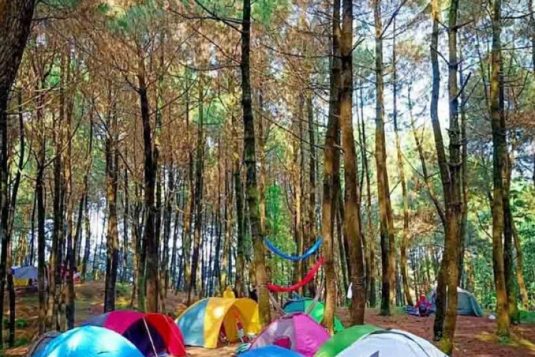 Harga Tiket Bumi Perkemahan Guci Forest di Tegal, Liburan Murah Meriah Dengan Nuansa Alam!