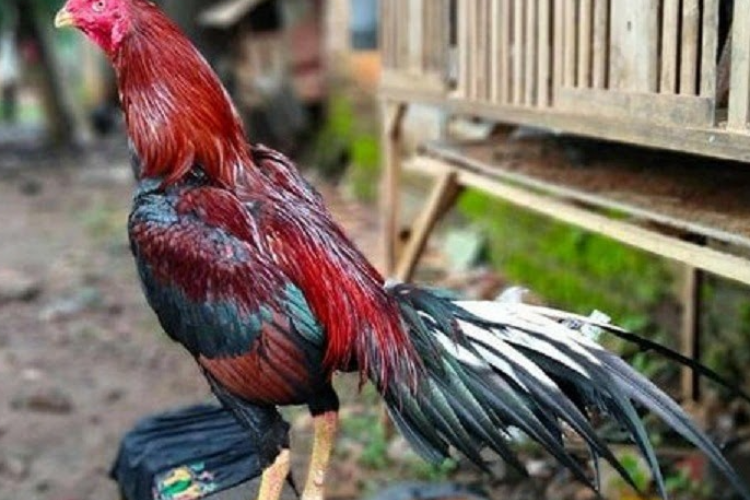 Bahan Racikan Obat Cacing Alami Untuk Ayam Bangkok Tradisinonal , Pakai Ini Dijamin Langsung Ampuh Sembuhkan Penyakit!
