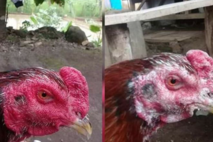 Cara Mengobati Korep Ayam Bangkok/Aduan Menggunakan Bawang Putih Paling Mudah dan Ampuh