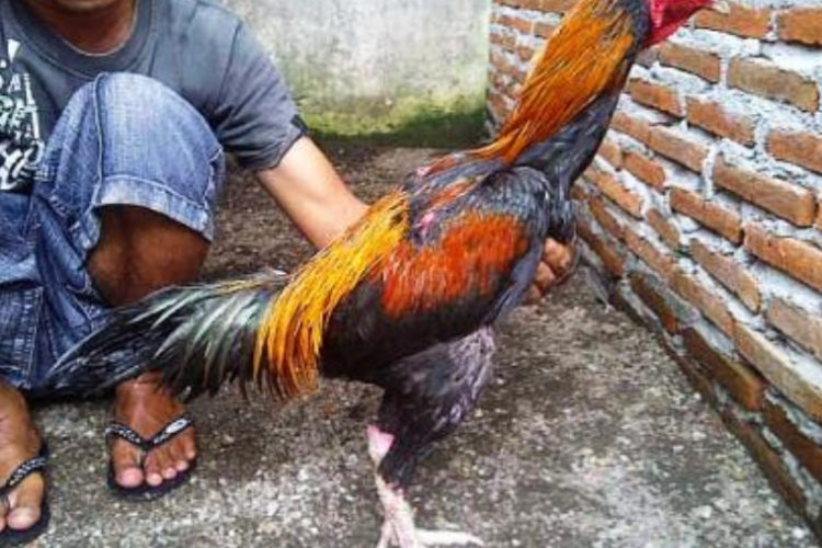 Tips dan Trik Merawat  Ayam Bangkok Pakhoy, Bikin Makin Garang dan Siap Diadu Laga