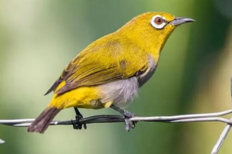 40 Ngaran Burung dalam Bahasa Sunda yang Harus Kamu Tau, Catat Bila Perlu!