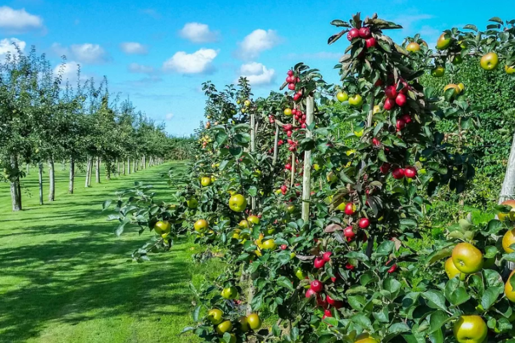 BARU BUKA! Kebun Buah Lebeteng Tegal, Nikmati Wisata Petik Buah Hingga Waterboom Asyik dengan Keluarga