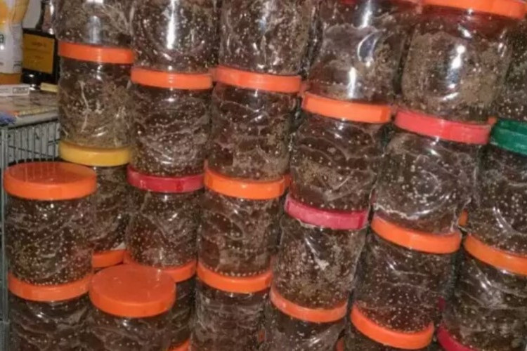 Cara Ternak Kroto Untuk Pemula, Bisnis Rumahan Modal Kecil yang Berikan Laba Besar Tanpa Repot