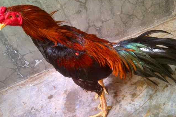 Rekomendasi Obat Cacing Ayam Bangkok Tradisional Paling Manjur 2023, Bisa Dibeli di Apotek Terdekat!