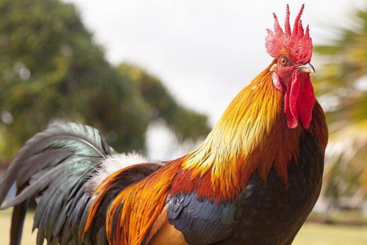 Ciri-Ciri Sisik Ayam yang Bagus dan Jenisnya, Cek Sekarang Juga di Kaki Ayam Peliharaanmu
