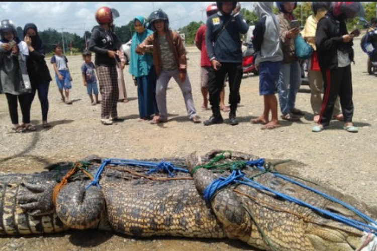 Dan Terjadi Lagi, Pemuda Mamuju Tengah Dimakan Buaya Saat Mencari Buah Kelapa yang Jatuh Ke Sungai