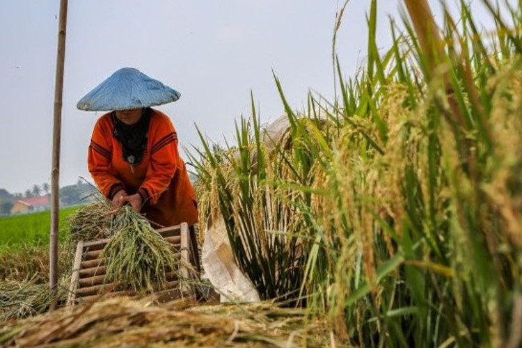 Download Latihan Soal Asah Terampil Petani Lengkap Dengan Kisi-Kisinya, Pelajari Sebelum Ikut Tes 