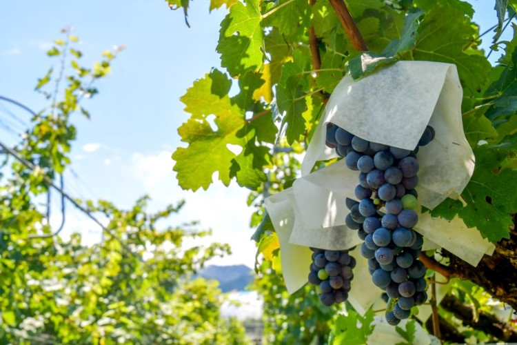 Rute Lokasi Jiro Grapes Garden Palembang, Kebun Anggur dan Melon Andalan Buat Penggemar Buah Segar 