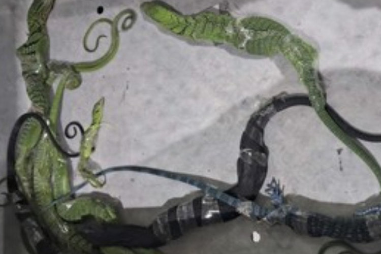 VIRAL! WN Korea Selatan Ditangkap Usai Ketahuan Selundupkan 8 Biawak Dilindungi dalam Koper