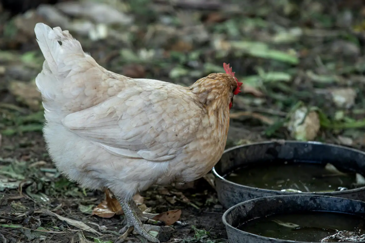 Apa Penyebab Ayam Cacingan? Berikut Alasan Hingga Tips dan Trik Mengatasinya