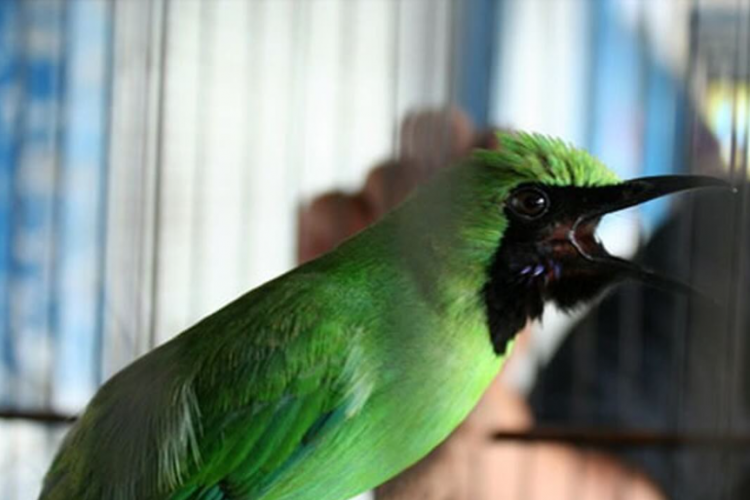 Harga Burung Cucak Ijo Berdasarkan Jenisnya Terbaru 2023, Calon Kolektor Wajib Tahu!