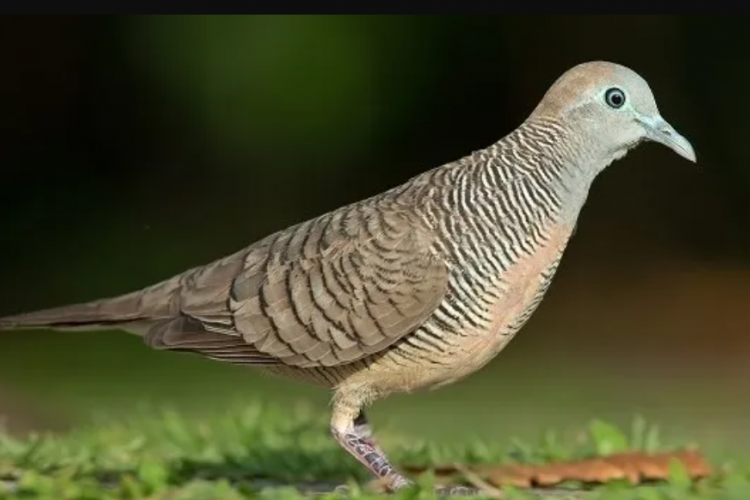 Ukuran Kandang Ternak Burung Perkutut Bangkok Agar Jadi Nyaman dan Tumbuh Sehat