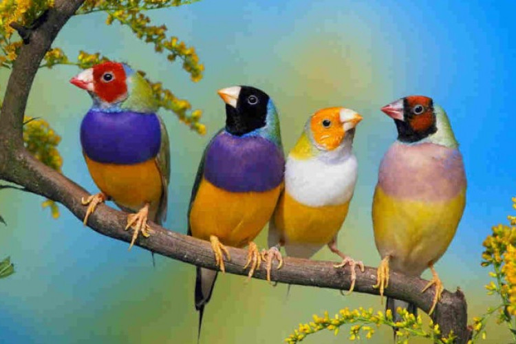 Perbedaan Burung dalam Bahasa Sunda dan Bahasa Indonesia, Beda Jauh! Mulai Arti hingga Penggunaan