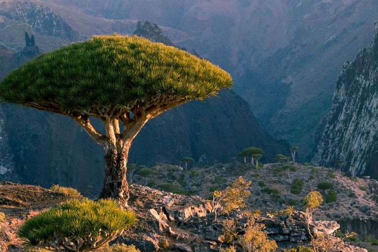Mengenal Pulau Socotra yang Viral di TikTok, Konon Jadi Tempat Dikurungnya Dajjal Sebelum Muncul di Akhir Zaman