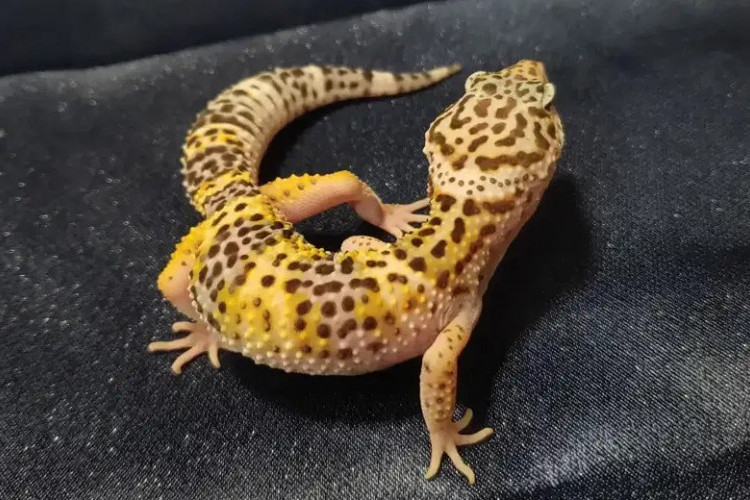 Daftar Makanan Gecko (Tokek Hias) agar Cepat Besar, Mudah Ditemukan dan Menyehatkan
