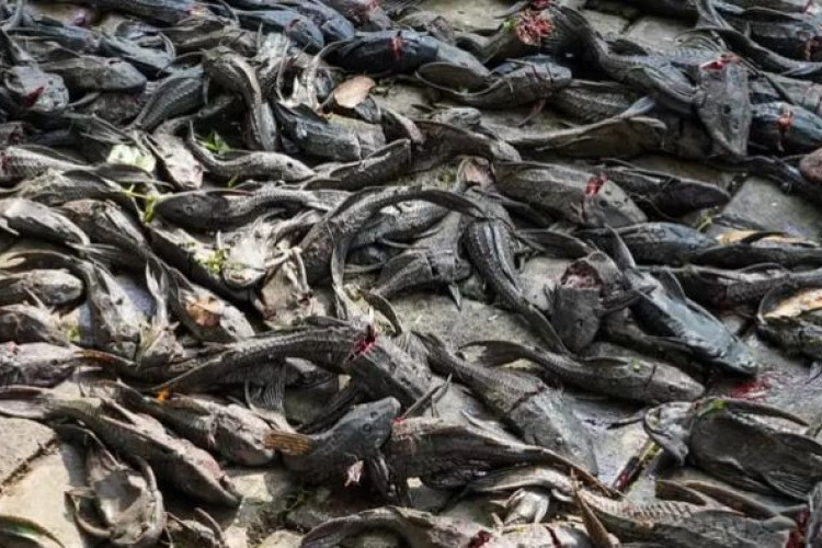 Heboh Pemusnahan 5 Ton Ikan Sapu-Sapu di Jakarta: MUI Beri Catatan Tegas Tentang Penguburan Hidup-Hidup