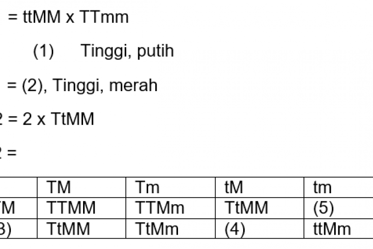 Inilah Contoh Soal Persilangan Dihibrid SMP Terbaru 2023/2024, Tes Kemampuanmu Disini!