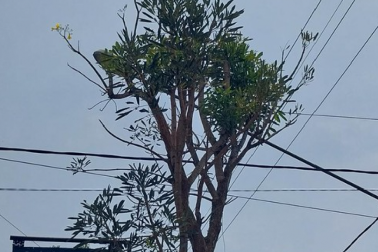 Geger! Fenomena Pohon Tabebuya Menangis di Malang Jadi Viral di Berbagai Media Sosial