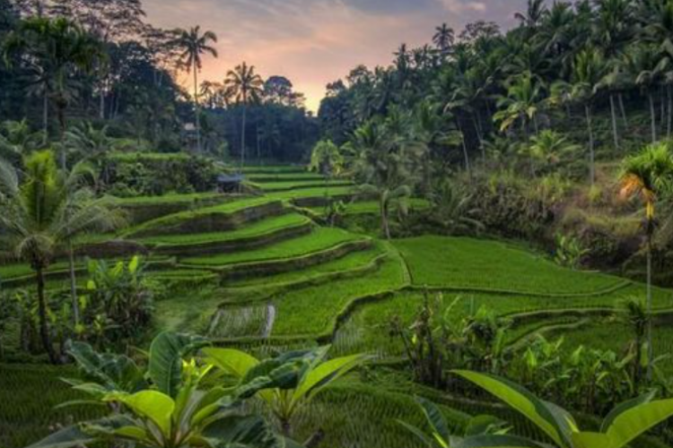 Rekomendasi Wisata Sawah Asyik dengan Pemandangan Estetik, Nyesel Banget Kalau Nggak Berkunjung!