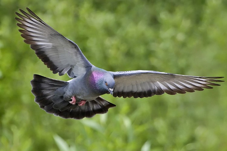 8 Cara Menjebak Burung Merpati Liar yang Ampuh Buat Pemula, Dijamin Sukses Bawa Pulang Si Pembawa Pesan