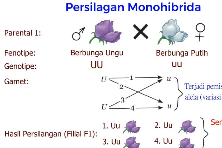 Pengertian Persilangan Monohibrid Lengkap Dengan Hukum Mendel dan Contoh Soalnya