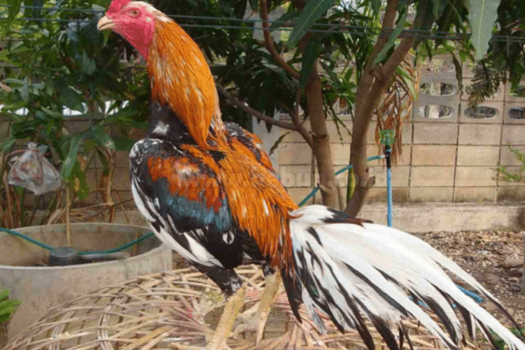 Harga Ayam Bangkok Wiring Kuning Terbaru 2023, Jadi Ayam Aduan Populer dan Punya Sisi Magis