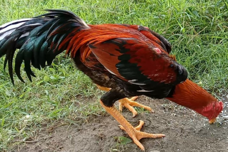 Rekomendasi Desain Kandang Ayam Bangkok dari Kayu, Dijamin Ternak Nyaman dan Anti Stres