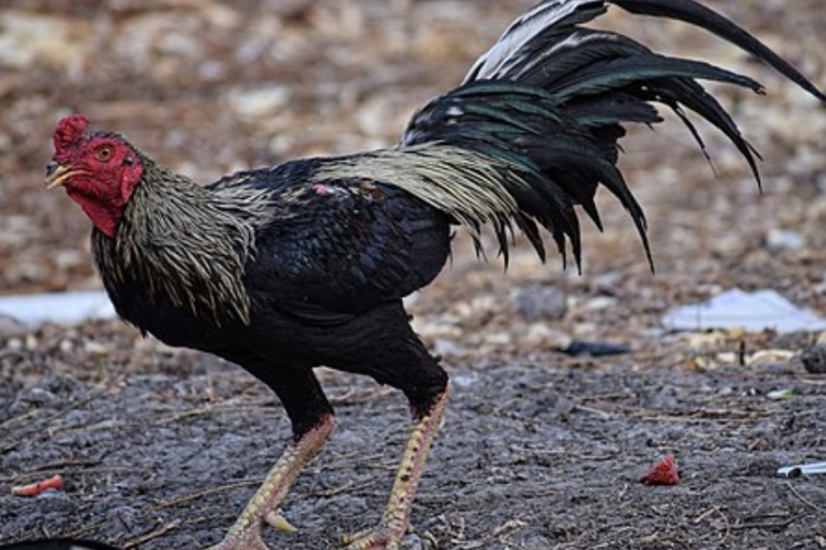 Mengenal Ayam Siam, Salah Satu Ayam Sabung Populer dari Thailand