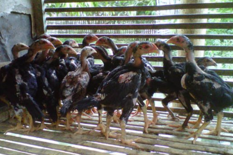 Rekomendasi Pakan Ayam Bangkok Umur 2 Bulan, Anak Ayam Jadi Anti Penyakitan