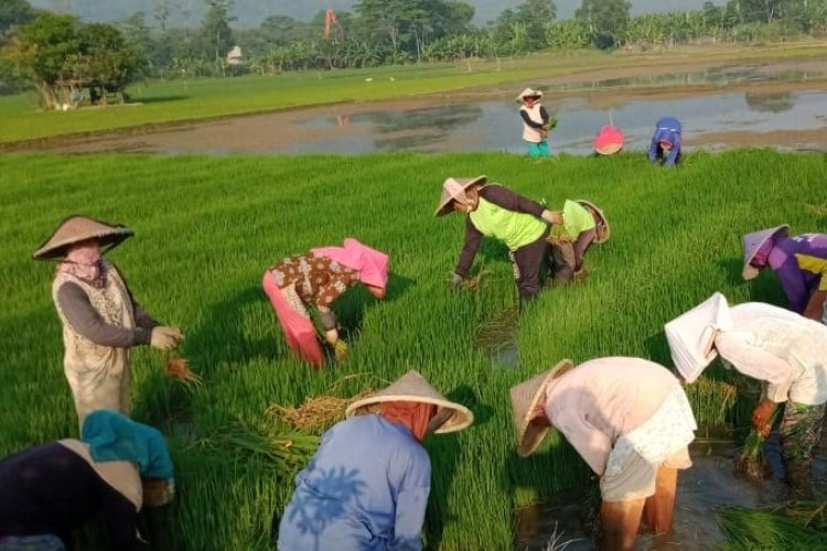 Cara Mendapatkan Bantuan Dari Dinas Pertanian Untuk Para Petani yang Menggarap Sawah 