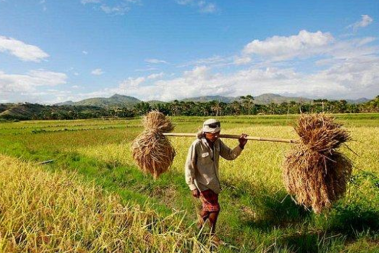 Kalender Bali Hari Ini, 10 Maret 2023: Hari Baik Untuk Membuka Lahan Pertanian