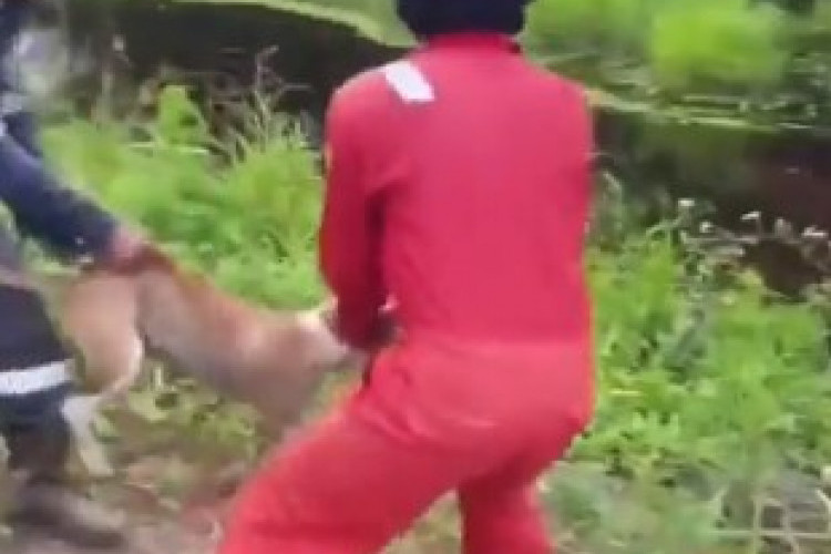 Karyawan Pertamina Lempar Anjing ke Rawa Penuh Dengan Buaya Dihujani Sumpah Serapah: Yang Mana Anjingnya?