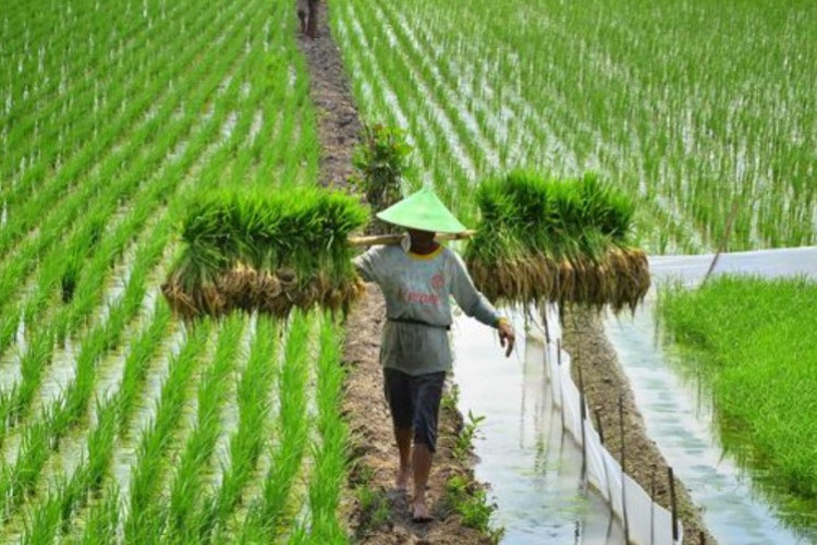 Kumpulan Soal Skill Pertanian Visa TG/SSW Terbaru Tahun 2023 Lengkap Dengan Kunci Jawabannya Buat Latihan 