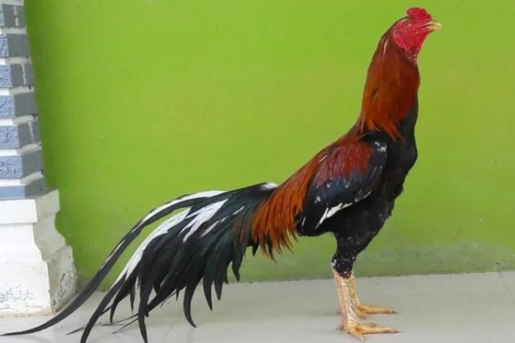 Jenis Ayam Bangkok F1 Pukul Mati, Cocok Untuk Aduan Dengan Jalu Super Punya Keunggulan Ngeri!