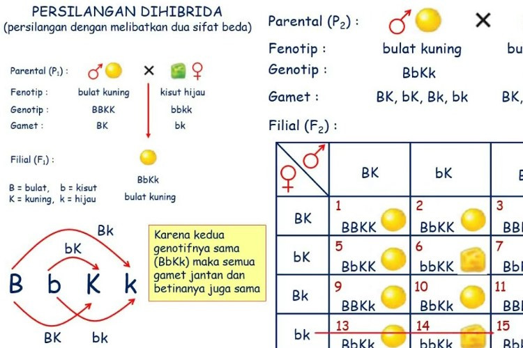 Contoh Hasil Persilangan Monohibrid Dominan yang Wajib Kamu Tahu, Begini Ciri-cirinya