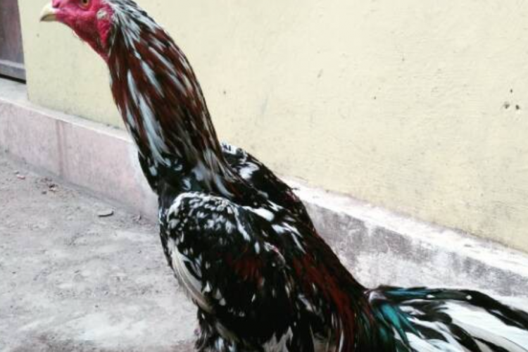 Tips dan Trik Merawat Ayam Blorok Madu Agar Memiliki Pukulan Dahsyat Mematikan