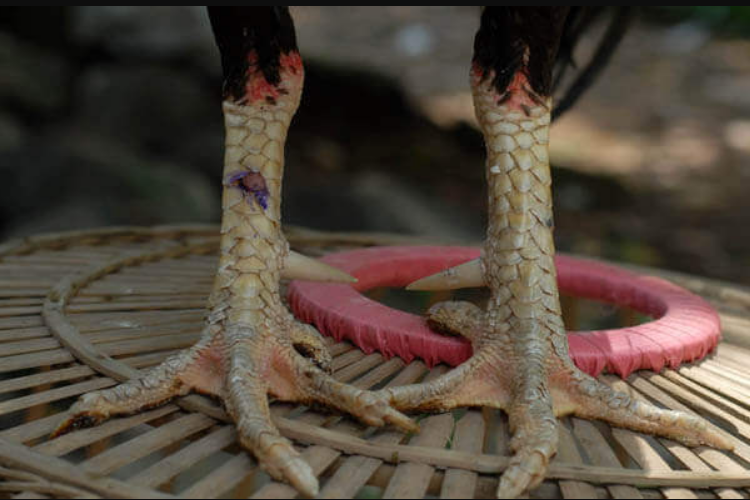 Cara Memilih Sisik Ayam Petarung atau Aduan yang Kuat dan Bertenaga, Bakal Juara Terus 