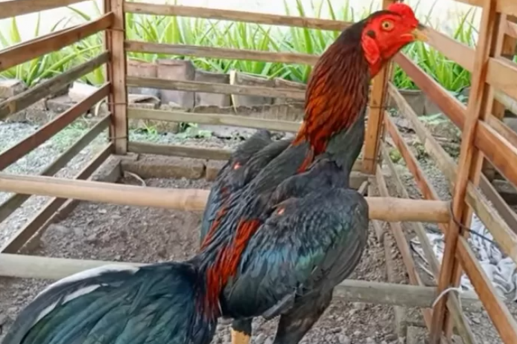 Daftar Obat Cacing Alami Untuk Ayam Bangkok Tradisional, Aman Banget Buat Dikonsumsi Pada Hewan Ternakmu