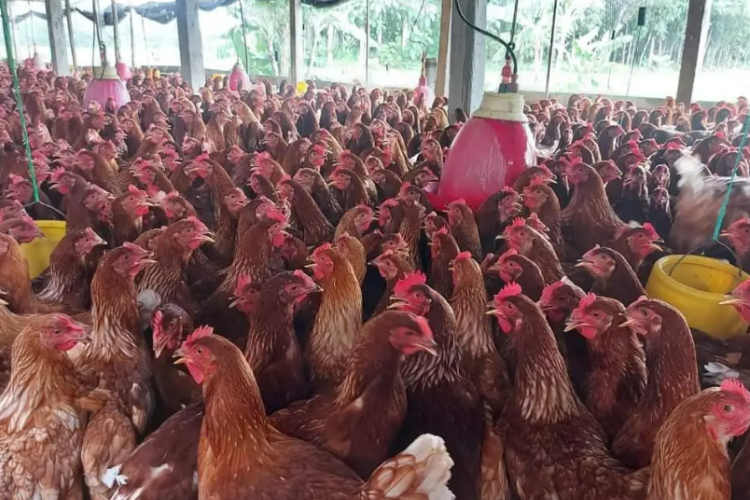 Tips dan Trik Mencegah Ayam Boiler Berak Kapur, Solusi Ternak Tumbuh Sehat